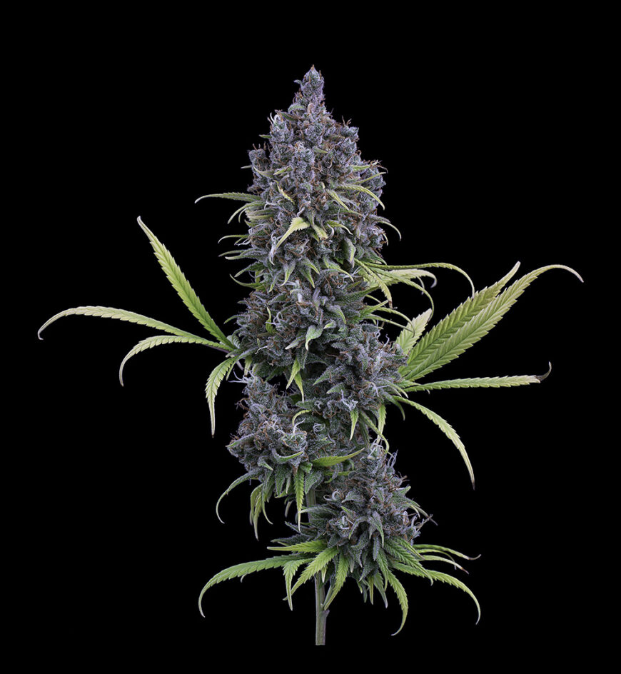 Durban Thai C99 strain by Brothers Grimm Seeds