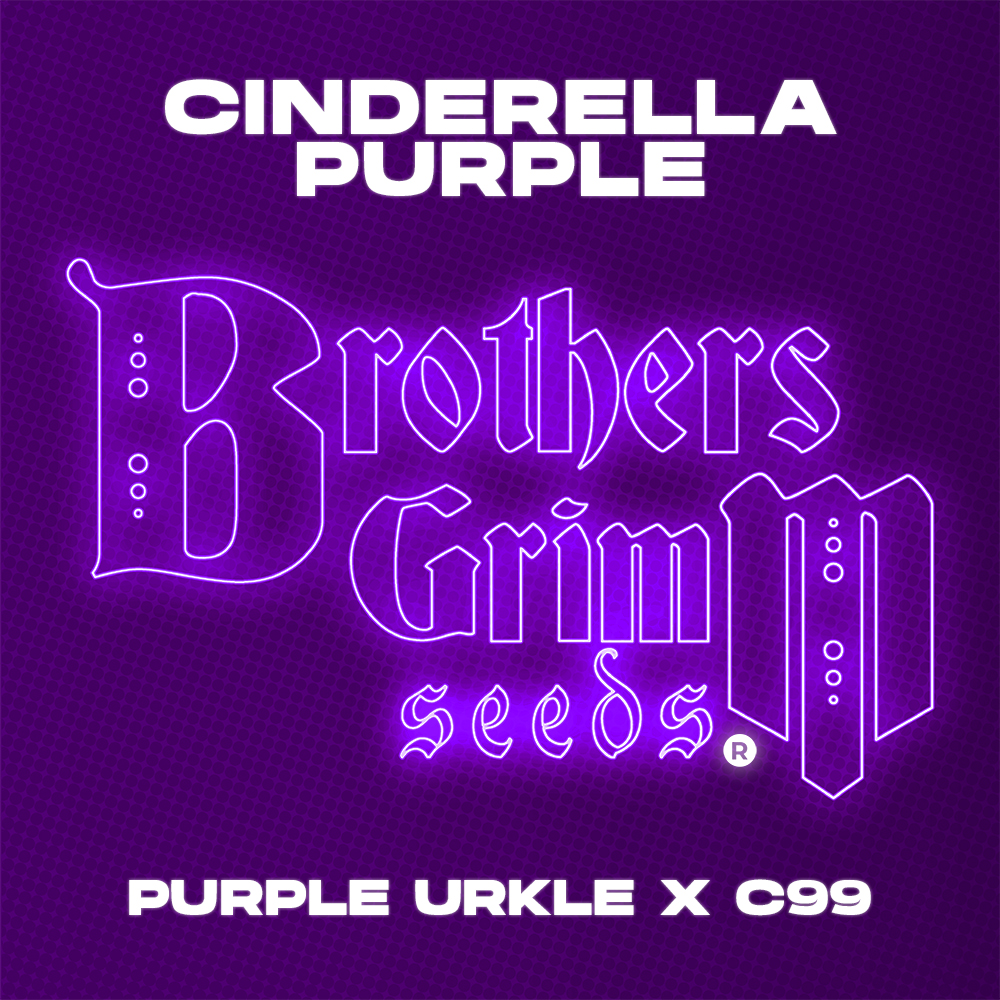 Cinderella Purple Feminized Seeds (9 seed pack)