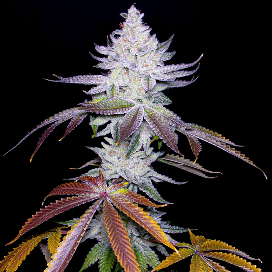 Communion Strain by Romulan Genetics available at Brothers Grimm Seeds seedbank