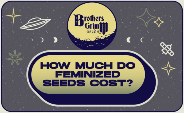 6_How much do feminized seeds cost