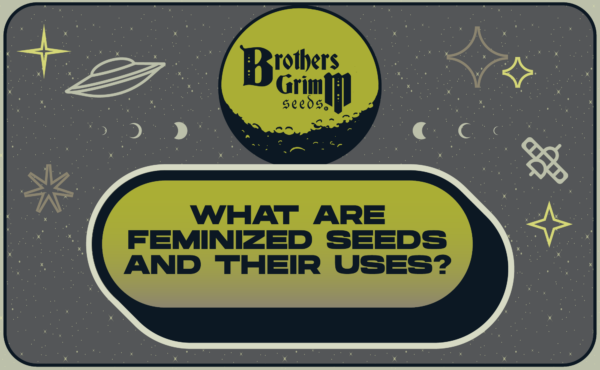 6_What are Feminized Seeds and Their Uses