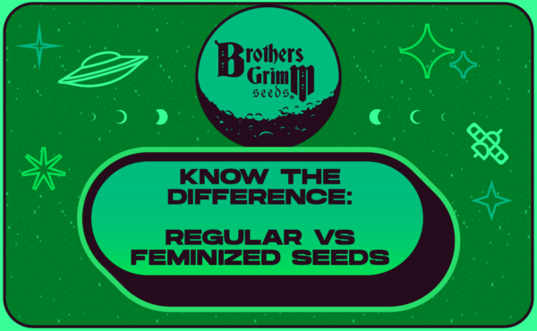 8_Know the Difference Regular Vs Feminized Seeds