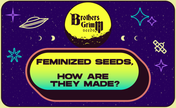 8_What are Feminized Seeds and How Are They Made