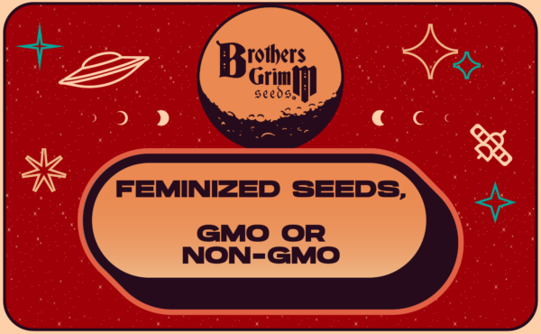 9_Feminized Seeds GMO or non-GMO Seeds
