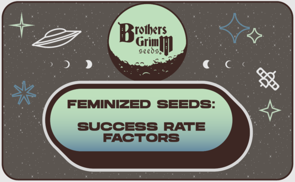 Feminized-Seeds-Success-Rate-Factors