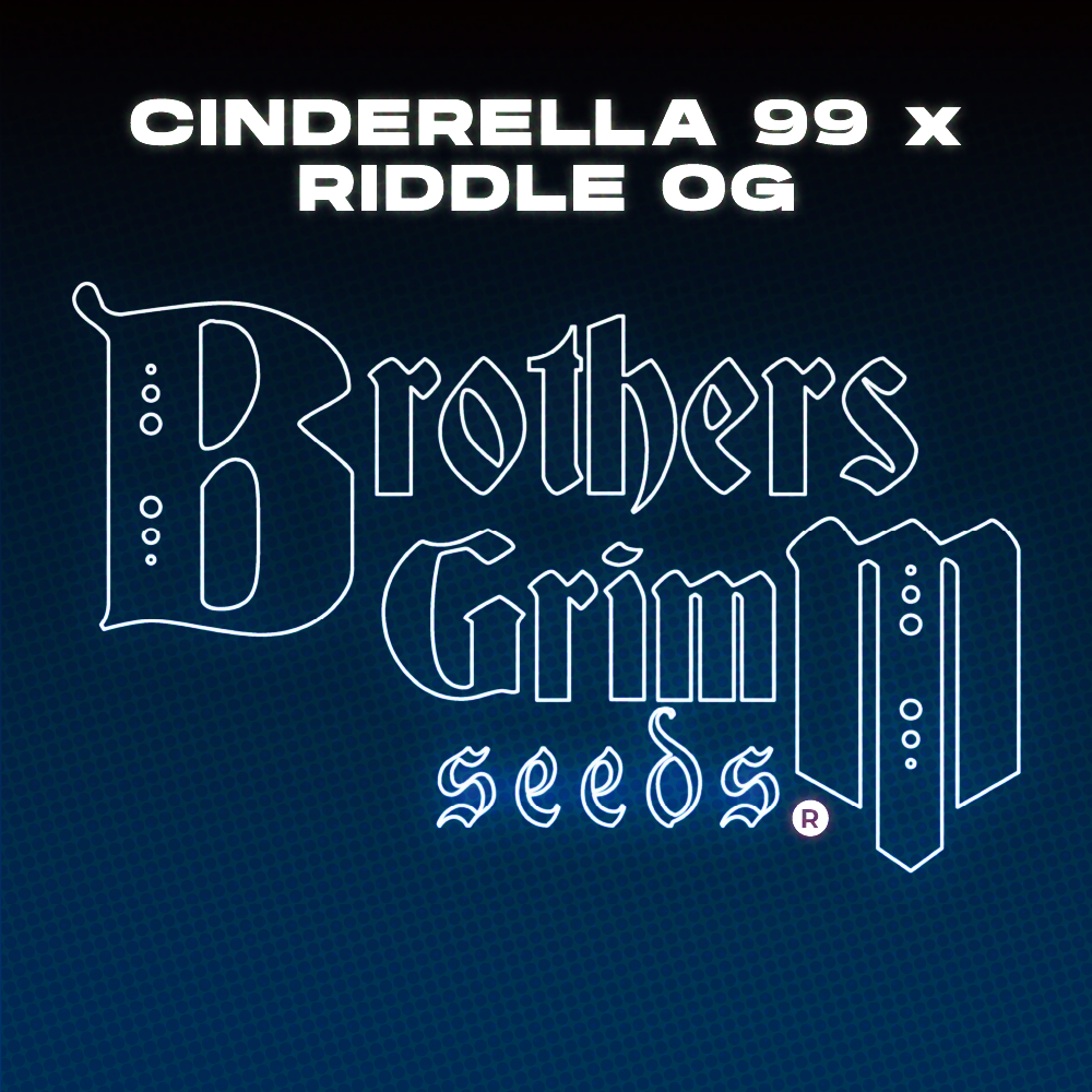 Cinderella 99 x Riddle OG (9 Seed Pack)